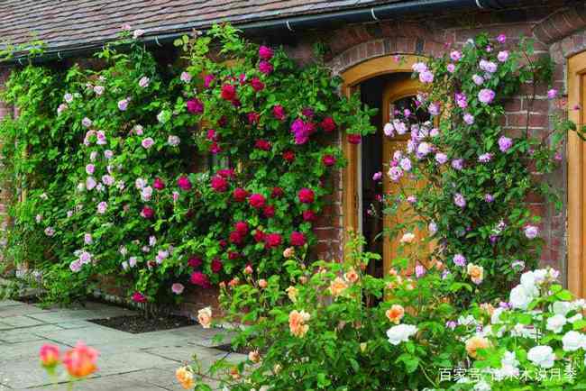 三、 牵引技巧：决定花墙的均匀度