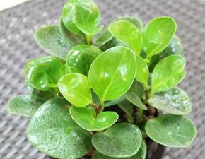 东北翠花教你选植物， 便宜又好用