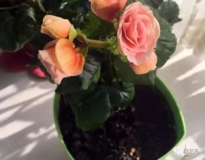 醋水浇花盆，能灭小飞虫吗