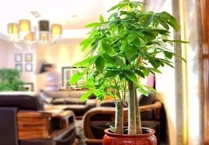 十种最旺家宅的花：寓意吉祥、净化空气、提升家居风水