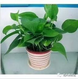 绿萝浇水的注意事项