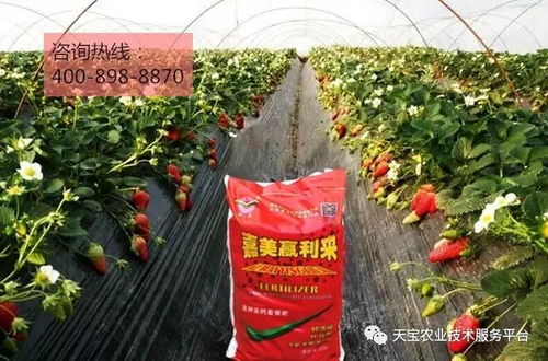 一、 草莓灰霉病的病原特征