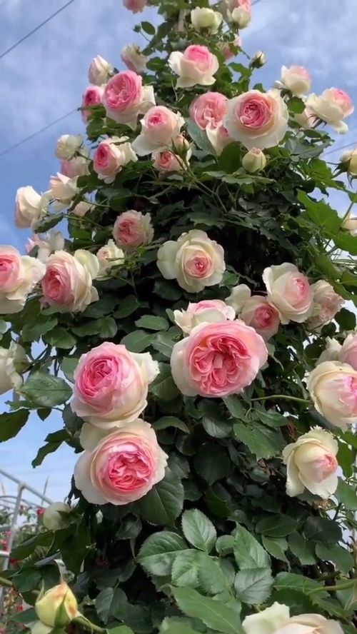 藤本月季沙龙宝石月季，那啥，就是开花那玩意儿，咋样？