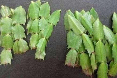 四季玫瑰嫩枝扦插，掌握时间与技巧，成活率up up！