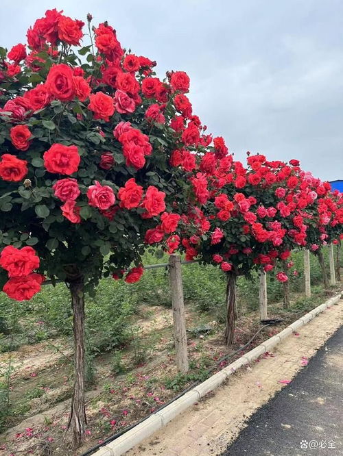 高杆月季的故乡与传播