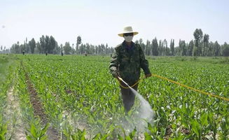 玉米苗除草剂那些事儿
