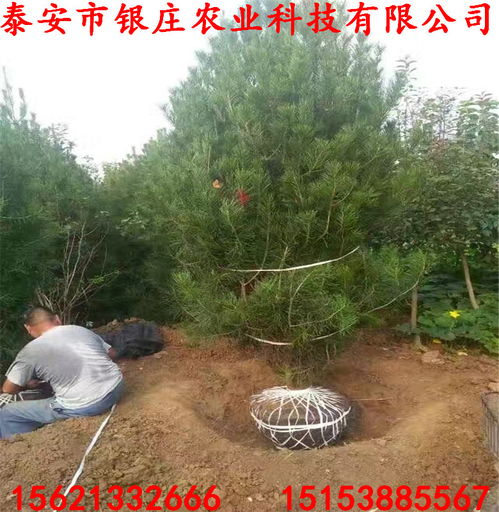 白皮松生长缓慢的烦恼