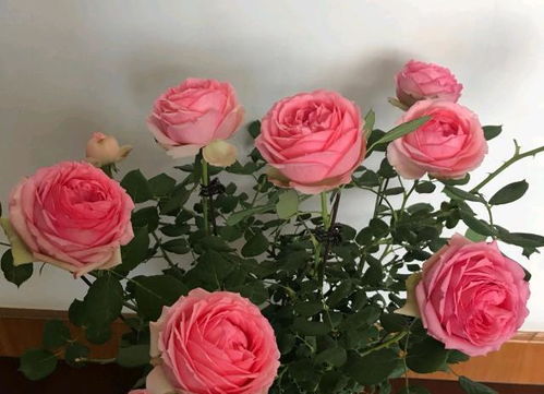 浇水技巧：确保水分充足， 防止烂根