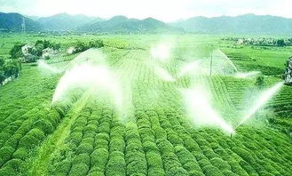 十字苔草：从药用宝库到农业新宠