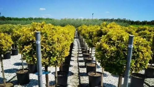 周口：苗木界的“生态家园”