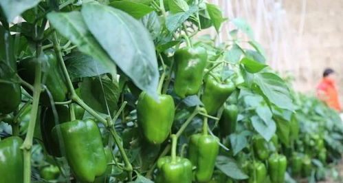 新法子， 多收三五斗