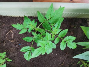 荷花冬天催芽后的存活问题