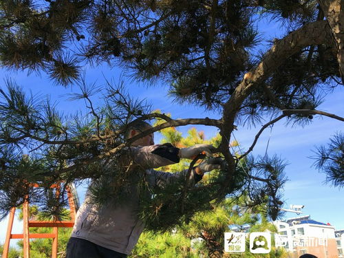 养护管理措施：让松树茁壮成长