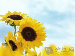 向日葵种植方法中，如何避免病虫害发生