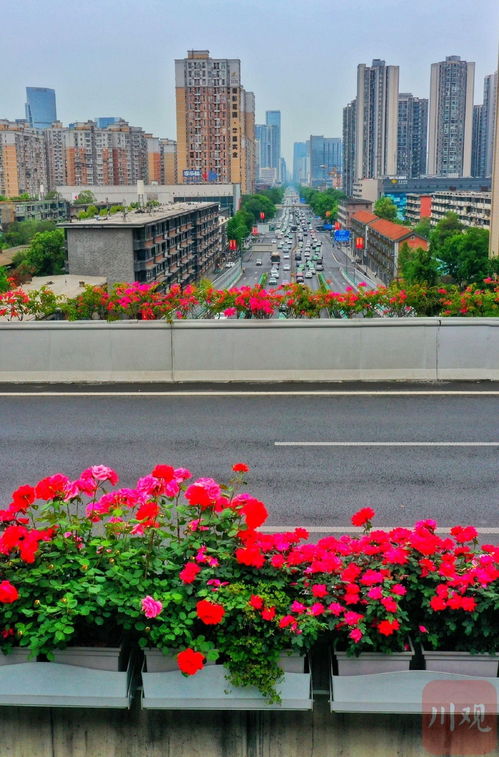 月季花——我国38个城市的市花