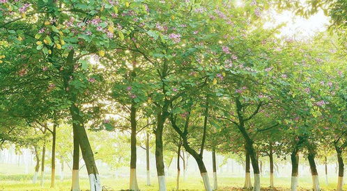 第一回：选苗子，就像挑对象，得挑个合适的！