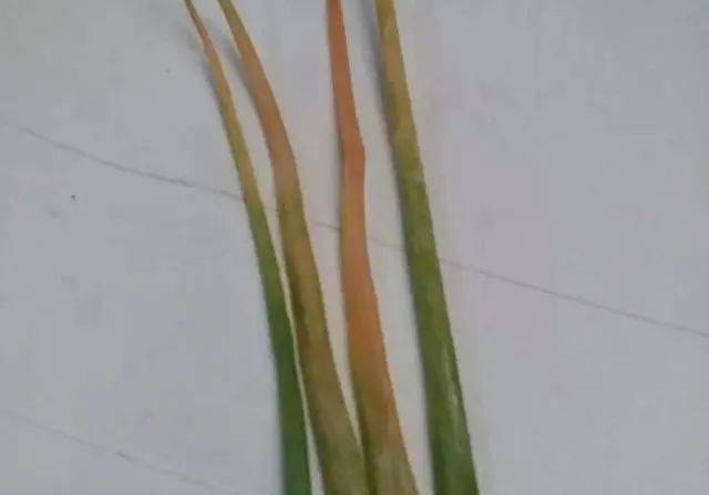 大葱黑斑病的病原菌是哪种，其传播途径和发病原因是什么
