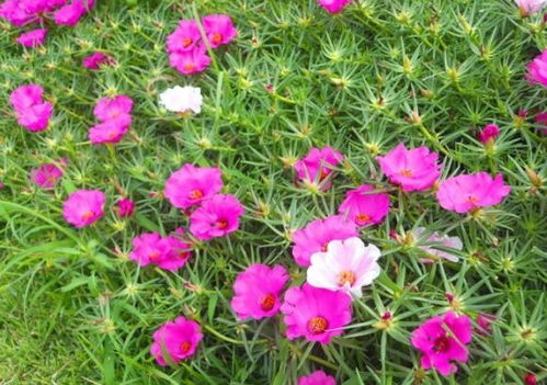 菊花开始开放，如何科学养护才能延长花期
