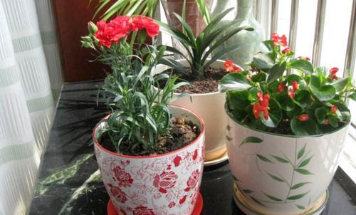 “黄精变花宝，种植新宠，轻松打造爆款花园！”