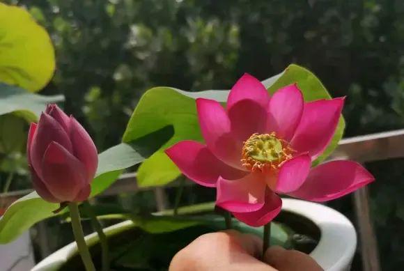 水深：荷花的乐园