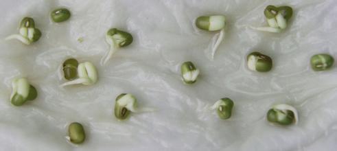 观察绿豆发芽，如何记录每天的变化