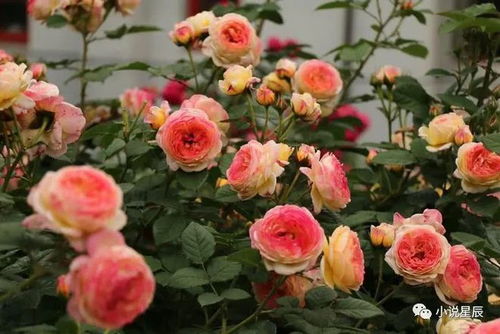 月季品种重剪禁忌：哪些月季不宜重剪？