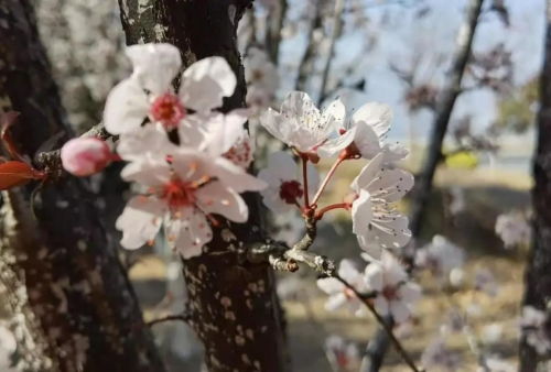 樱花树：粉嫩花海，春意盎然，爆款花卉必备！