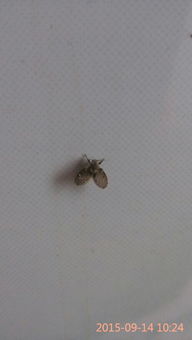 聚歼甲维虫螨晴：新手的病虫害克星