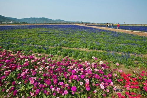 滨海之者阝草本花卉销售智嫩管理系统