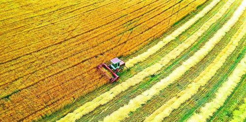 稳产比高产梗重要