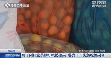 农药打枇杷, 是种啥农药啊