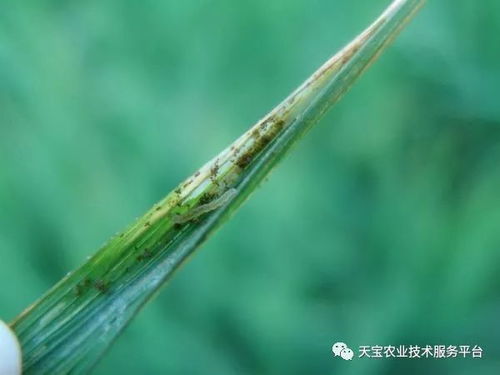 避开花期， 平安第一