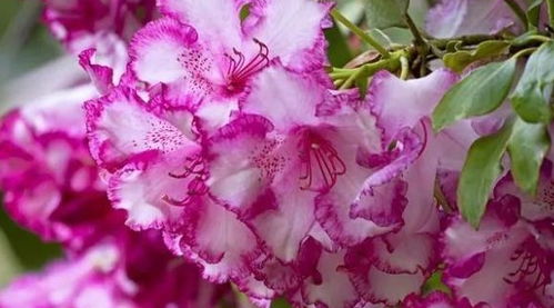 紫藤的实用价值：不仅美丽， 还实用