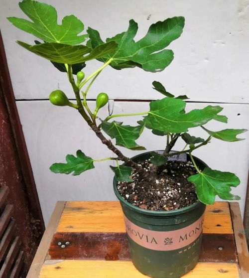 无花果树喜光，需充足阳光才能结果