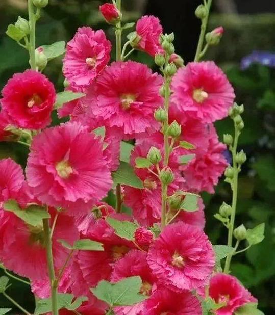 蜀葵，觉对的冠军！