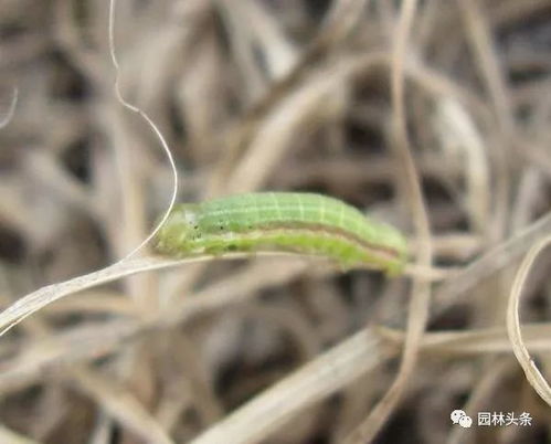 九月份各种虫害