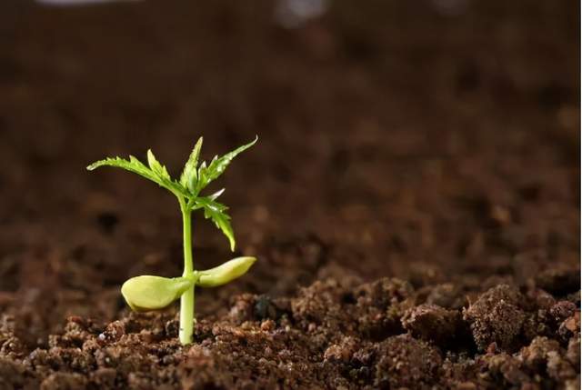 柳树怕涝，排水是关键