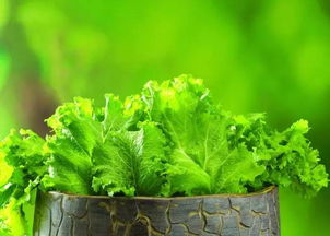 夏天中午给蔬菜浇水的影响