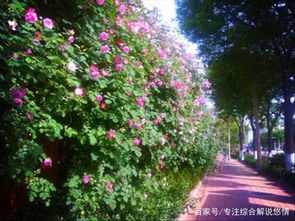 蔷薇开花后如何科学施肥才能促进二次开花