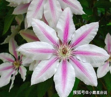 铁线莲怎么拍？光影与构图是关键