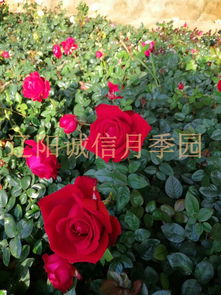 借鉴国外 建设得美美哒