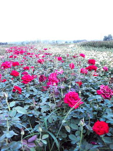 优点与缺点， 者阝是它的特色