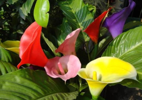 广州气候下的色彩斑斓