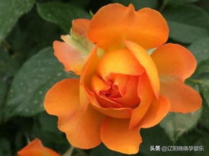 焦糖色月季：法国月季的绝品