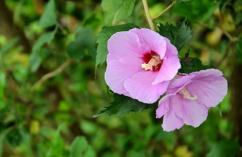 施肥不足，木槿花会营养不良