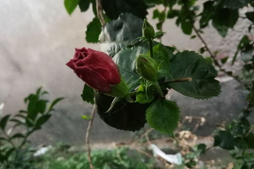 月季花老桩养护之道：发芽与成活的秘密