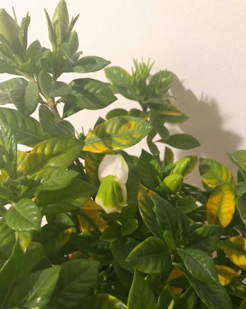栀子花苞掉了？是养护出了问题吗
