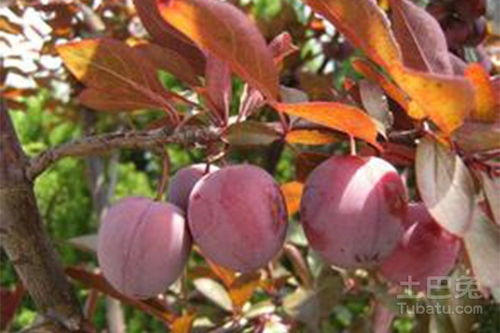 紫叶李果实大自然的甜蜜馈赠