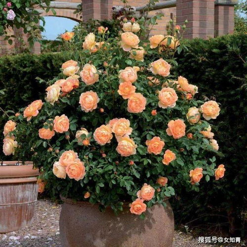月季无土栽培种植技巧中，如何正确分享月季无土栽培的种植方法