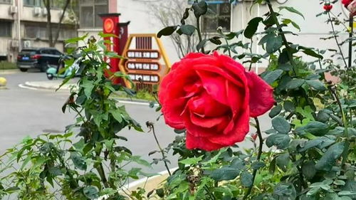 月季花行情大揭秘：2025年4月的价格大曝光！